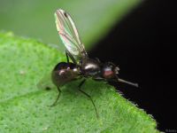 Themira putris