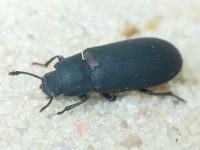 Cryphaeus cornutus