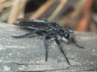 Andrenosoma atrum