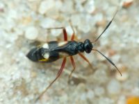 Globiceps flavomaculatus
