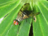 Otites formosa