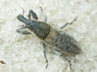 Lixus (Eulixus) punctirostris