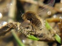 Bombylius minor