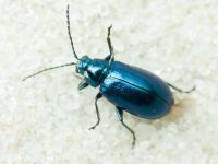 Altica