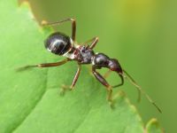 Himacerus mirmicoides