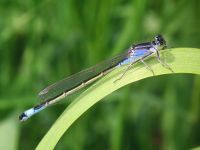 Ischnura elegans