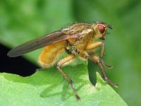 Scathophaga stercoraria