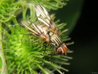 Otites formosa