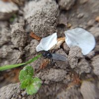 Bibio marci