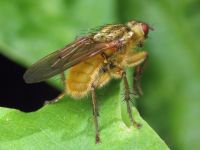 Scathophaga stercoraria
