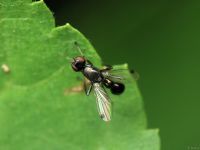 Themira putris