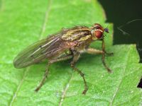 Scathophaga stercoraria