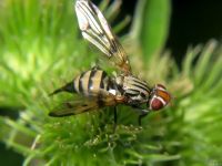Otites formosa