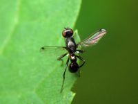 Themira putris