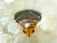 Heteroptera