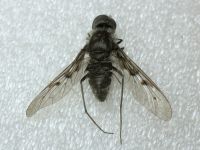 Anthrax varius