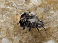 Saldula melanoscela