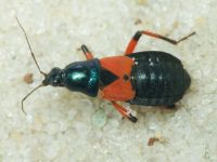 Prostemma aeneicolle
