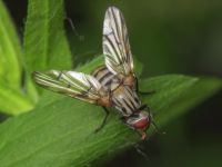 Otites formosa