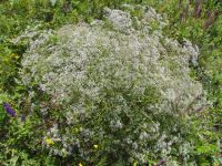 Plantae