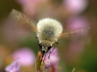 Bombylius minor