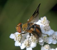 Ectophasia crassipennis