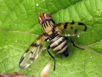 Otites formosa