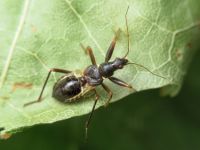 Himacerus mirmicoides