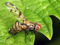 Otites formosa