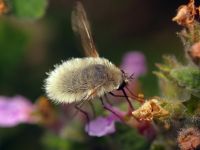 Bombylius minor