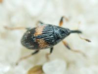 Nanophyinae