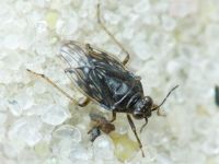 Saldidae