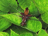 Libellula depressa