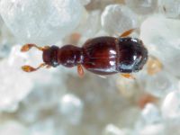 Insecta