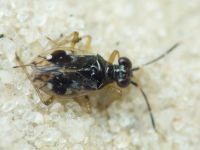 Chartoscirta elegantula