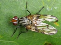 Otites formosa