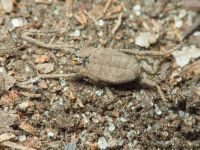 Opiliones