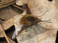 Bombylius major