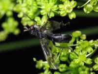 Cordilura