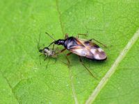 Anthocoris nemorum