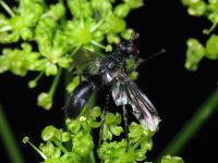 Cordilura