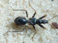 Himacerus mirmicoides