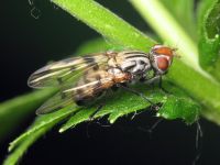 Otites formosa