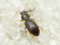 Corticaria