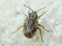 Saldidae