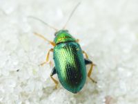 Crepidodera plutus