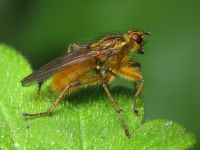Scathophaga stercoraria