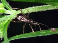 Himacerus apterus