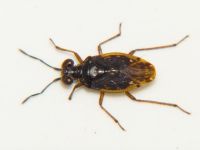 Chartoscirta cincta