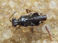 Chartoscirta elegantula